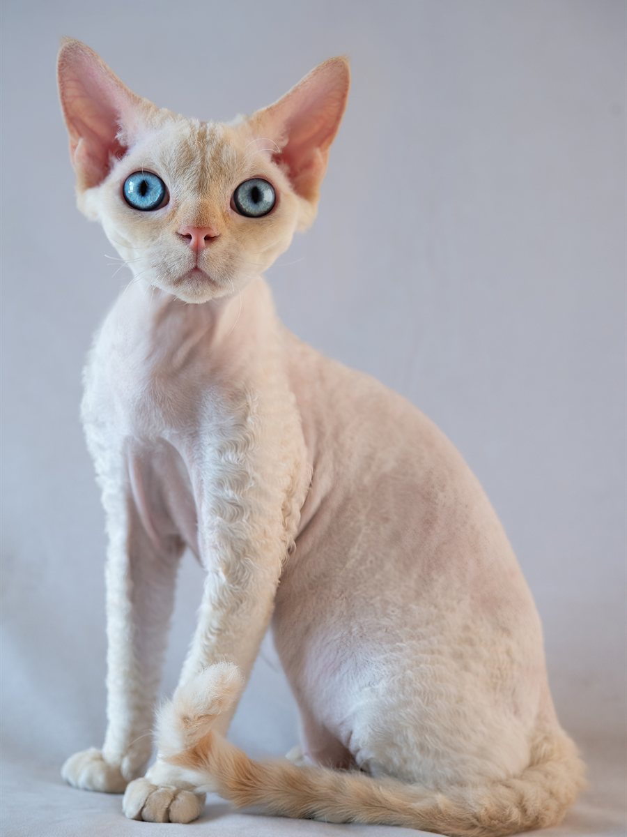 Devon Rex branco sentado, mostrando as orelhas grandes e a silhueta esguia