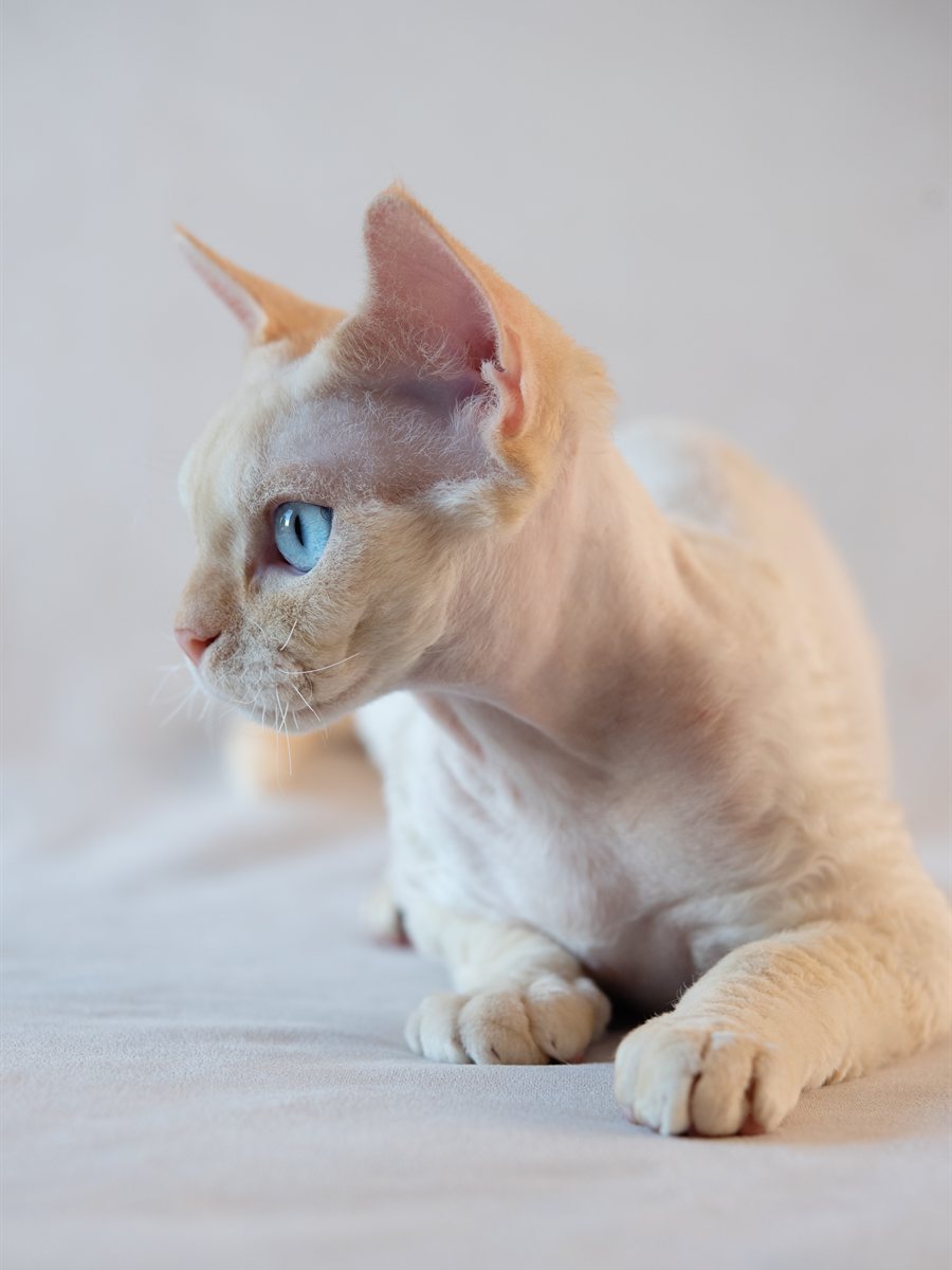 Devon Rex deitado e relaxado em ambiente interno
