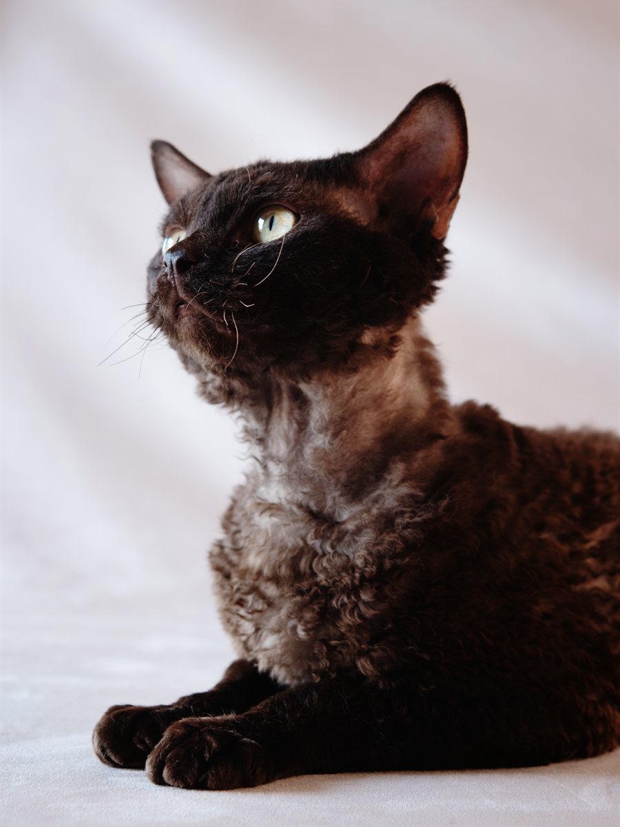 Devon Rex escuro mostrando o pelo curto e encaracolado