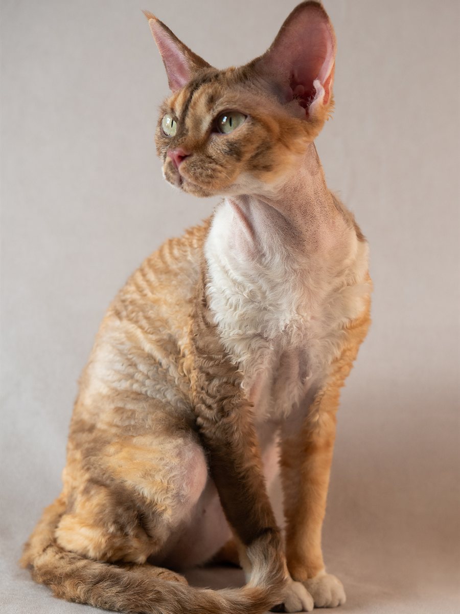 Devon Rex vermelho sentado em posição de avaliação