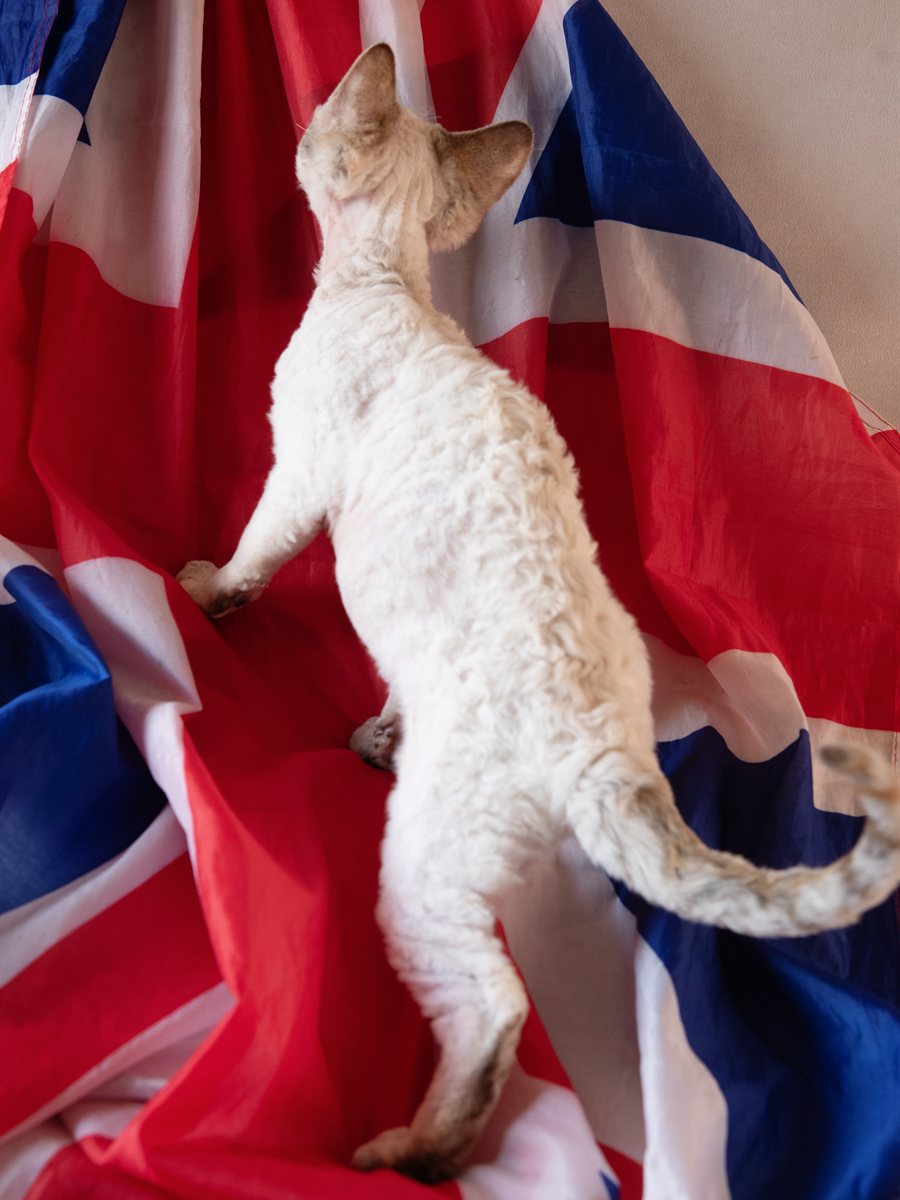 Filhote de Devon Rex escalando um tecido, em plena brincadeira