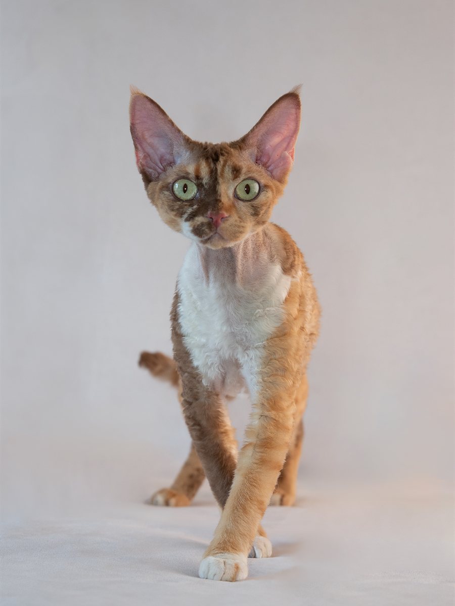 Devon Rex bicolor, com branco combinado a outra cor