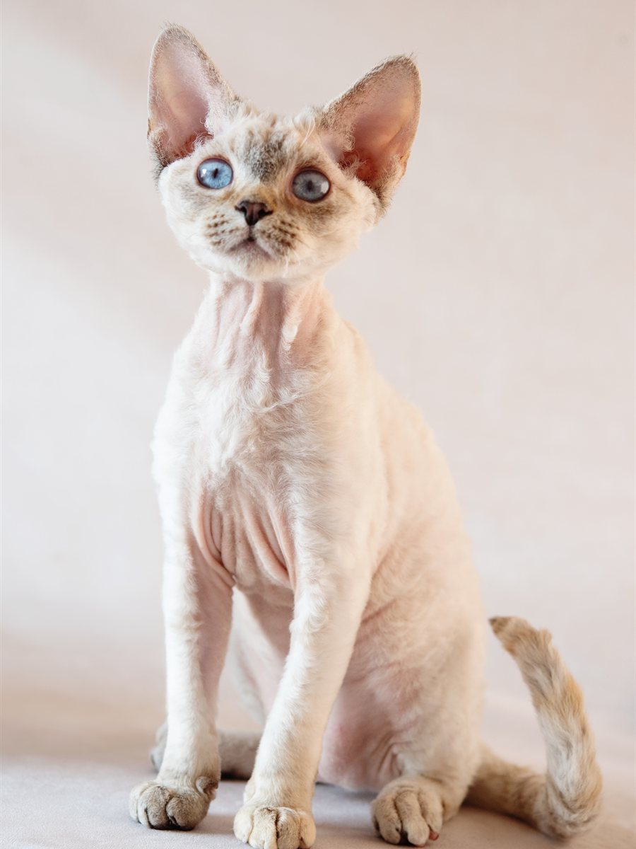 Devon Rex com extremidades escurecidas, padrão colorpoint