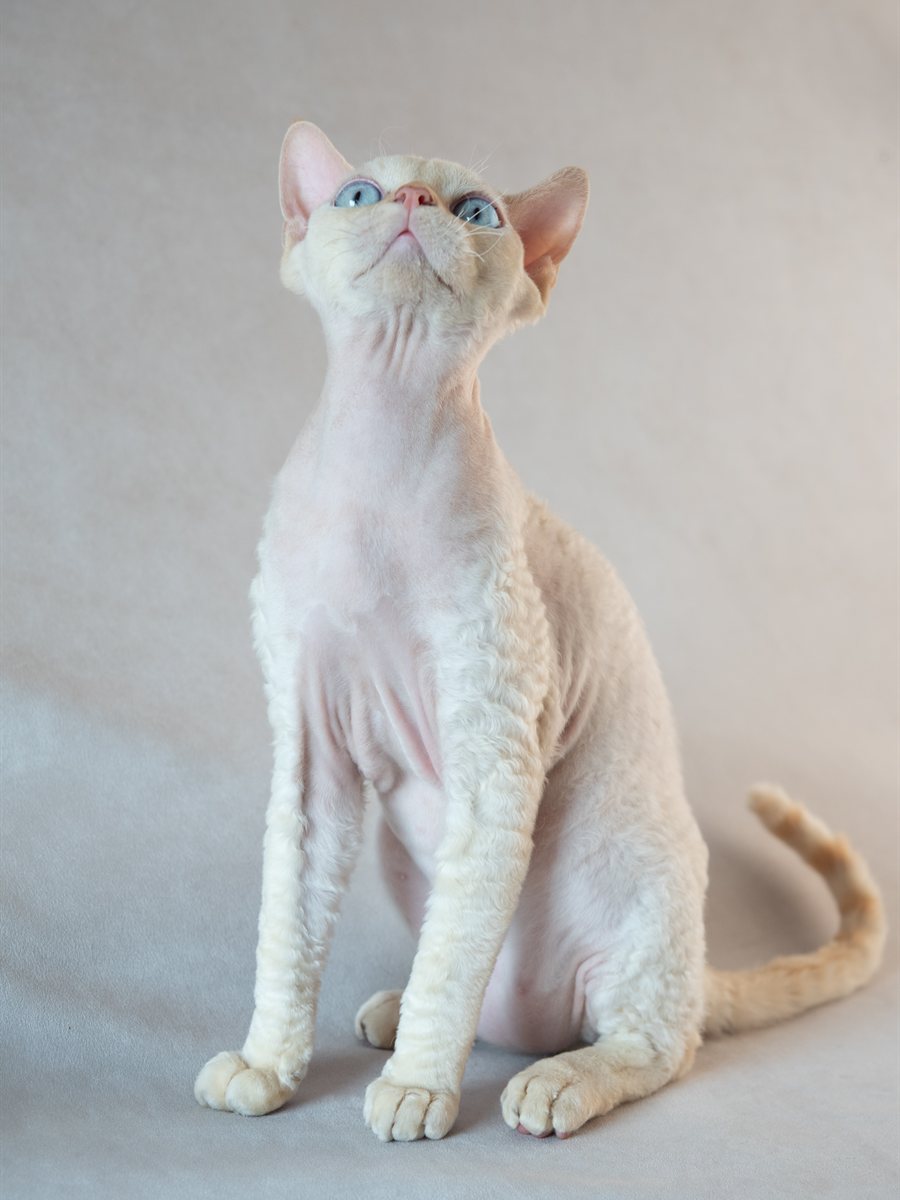 Devon Rex de cor sólida clara