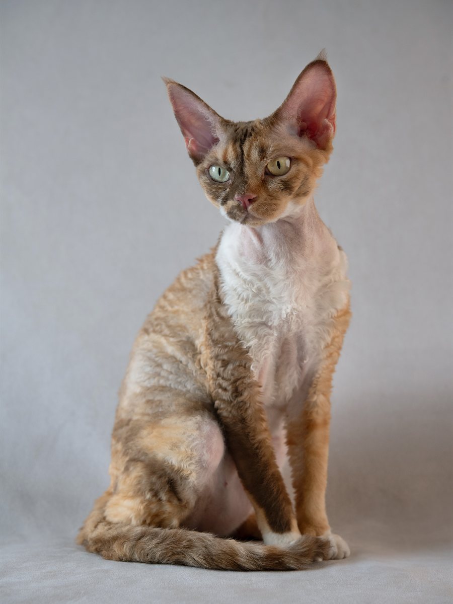 Devon Rex com pelagem tabby