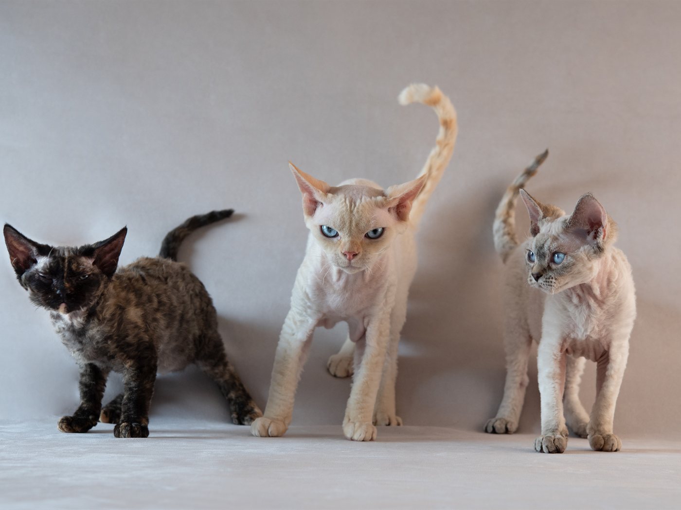 Três Devon Rex em pé lado a lado