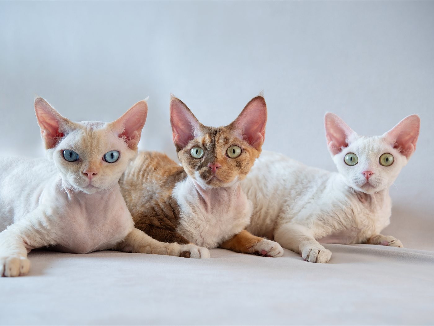Três Devon Rex deitados juntos olhando para a câmera