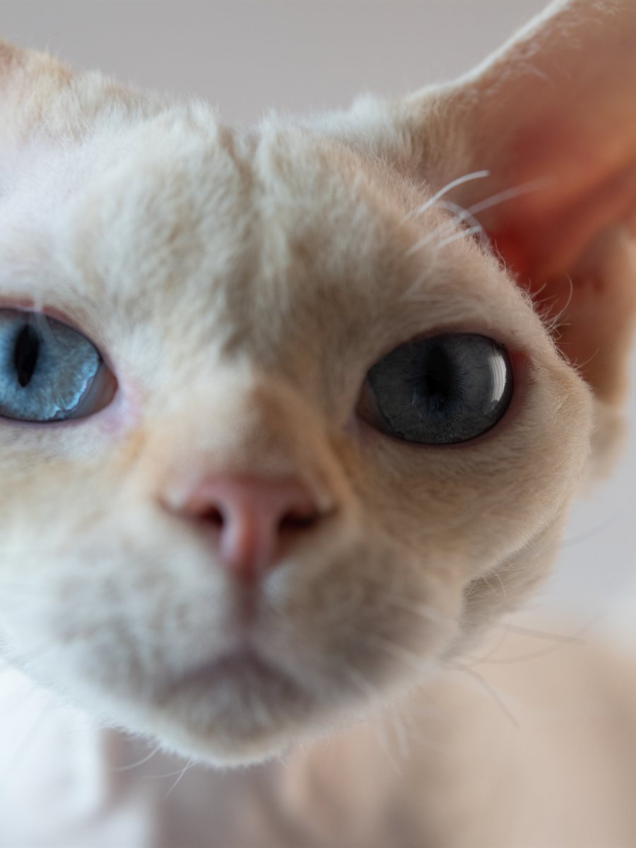 Close no rosto de um Devon Rex branco de olhos azuis