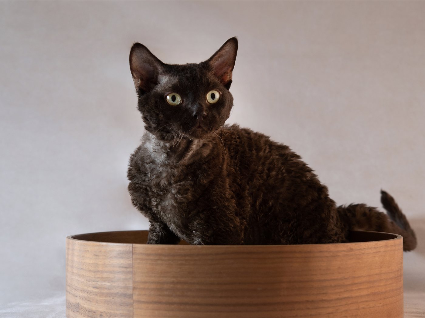 Devon Rex escuro sentado dentro de uma caixa de madeira