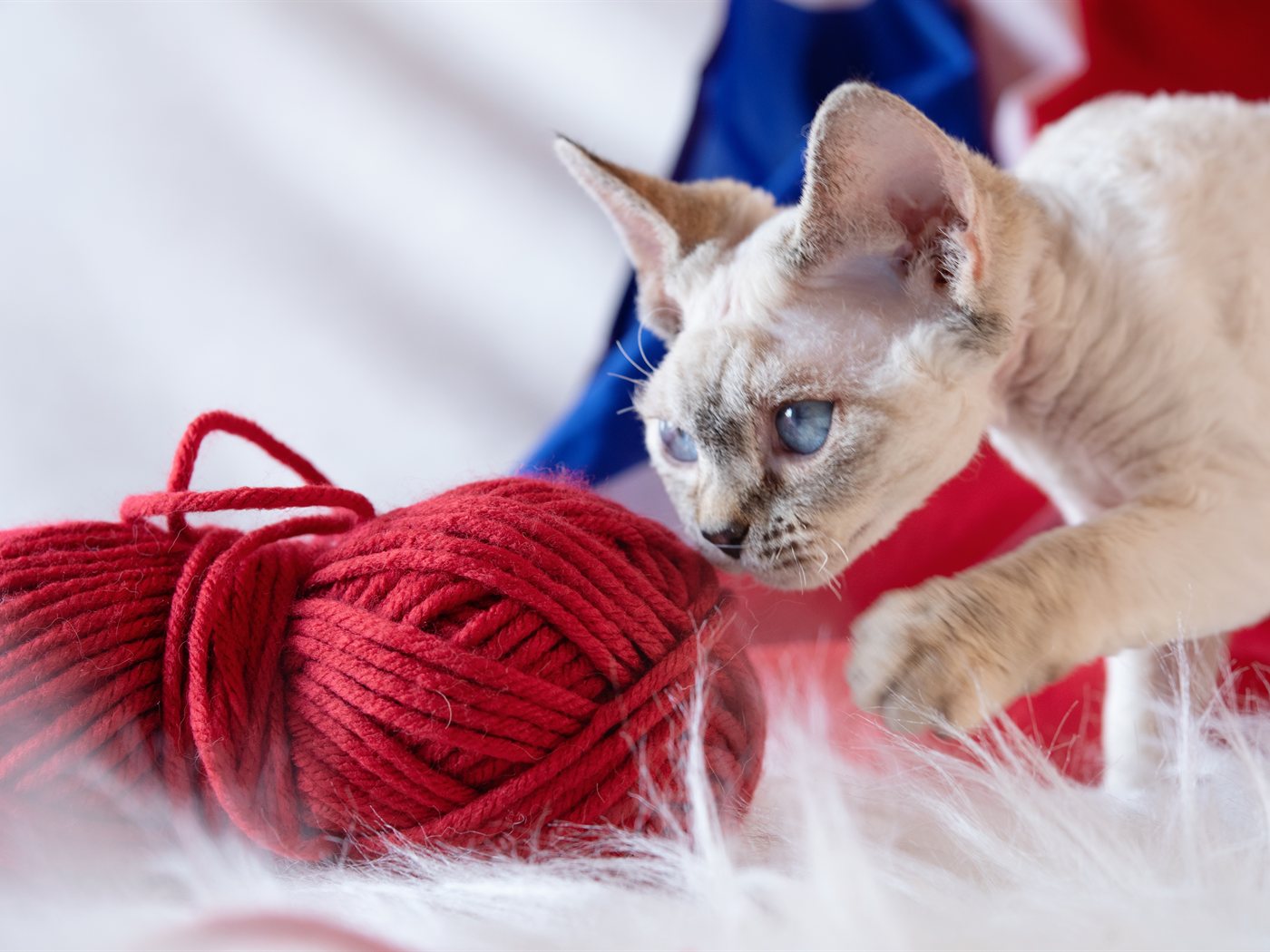 Filhote de Devon Rex brincando com novelo de lã vermelho