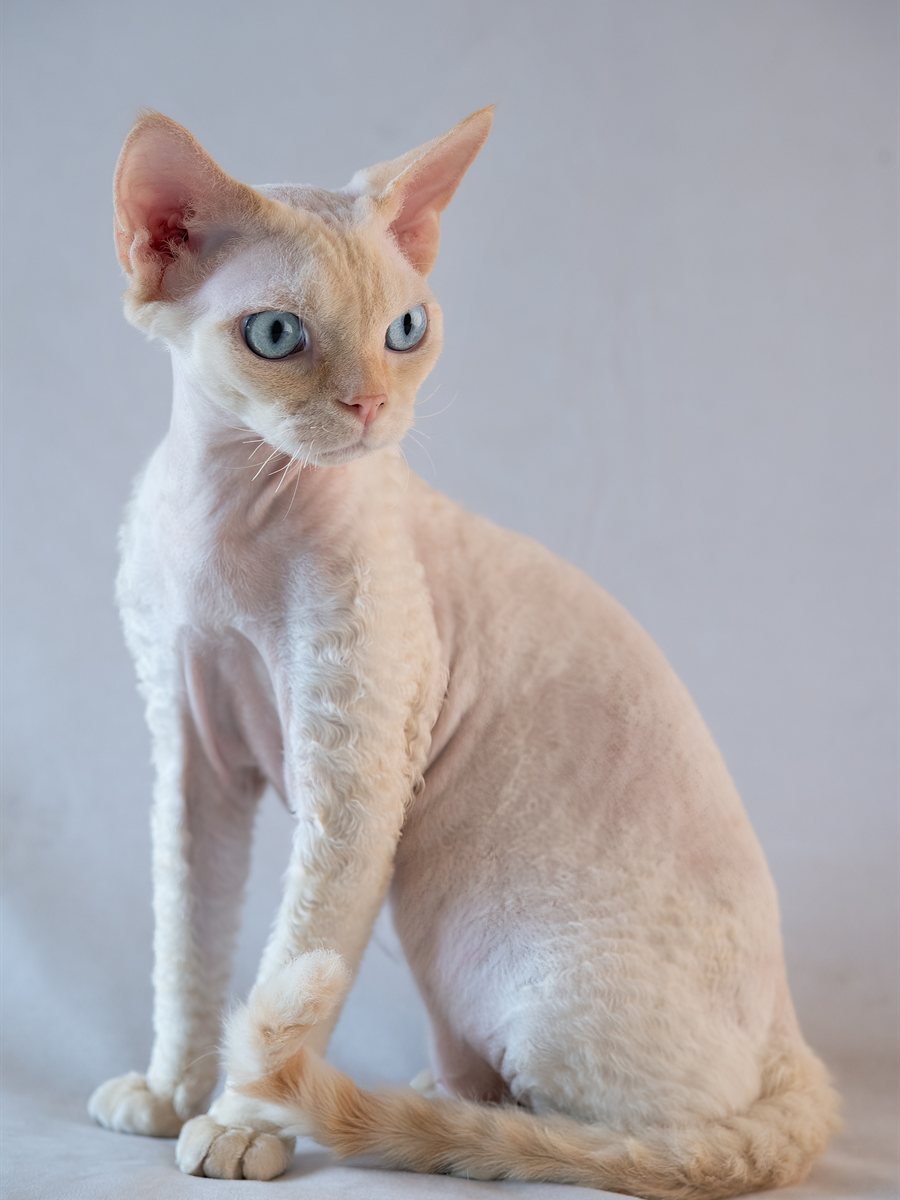 Devon Rex branco sentado, de perfil