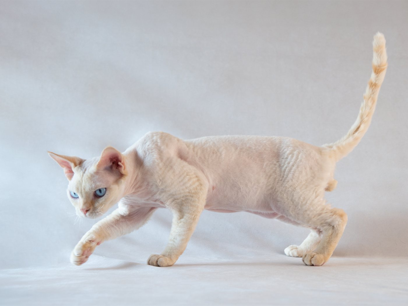 Devon Rex branco caminhando