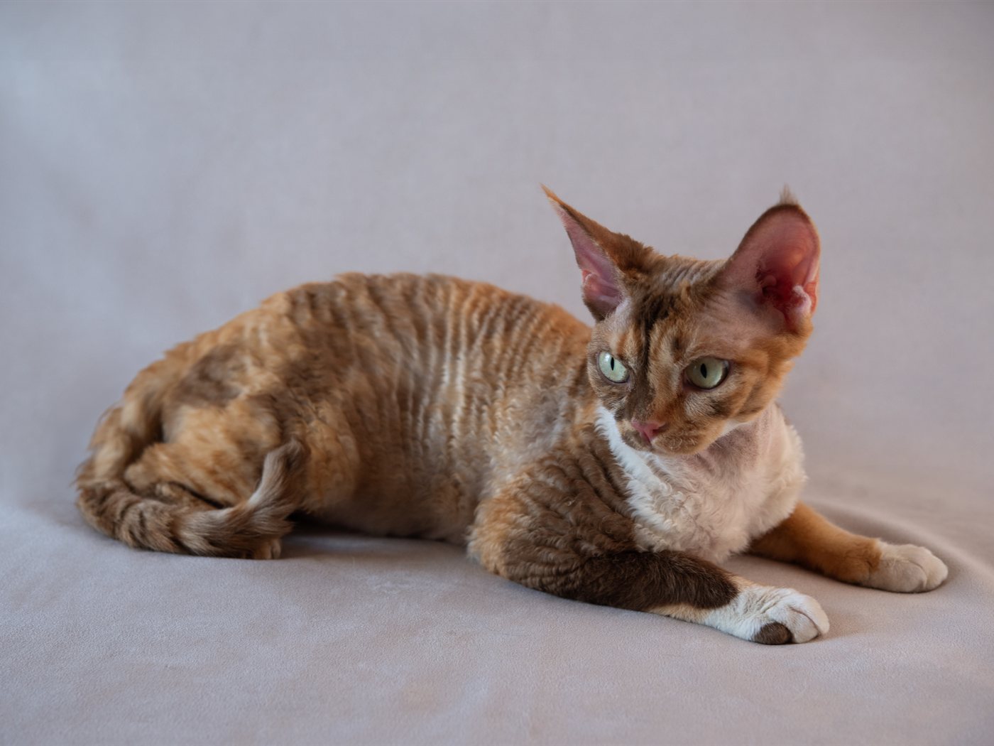Devon Rex vermelho deitado