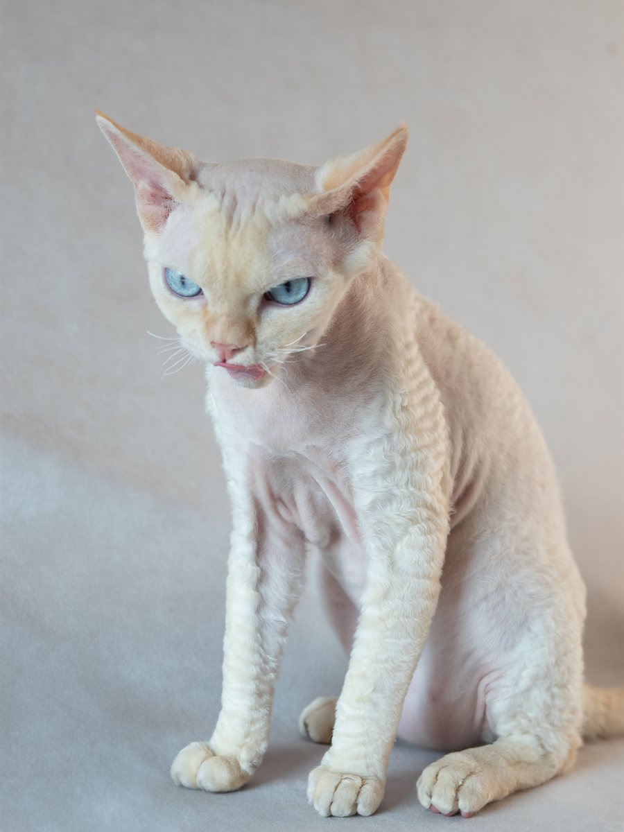 Cupcake, Devon Rex branca de olhos azuis