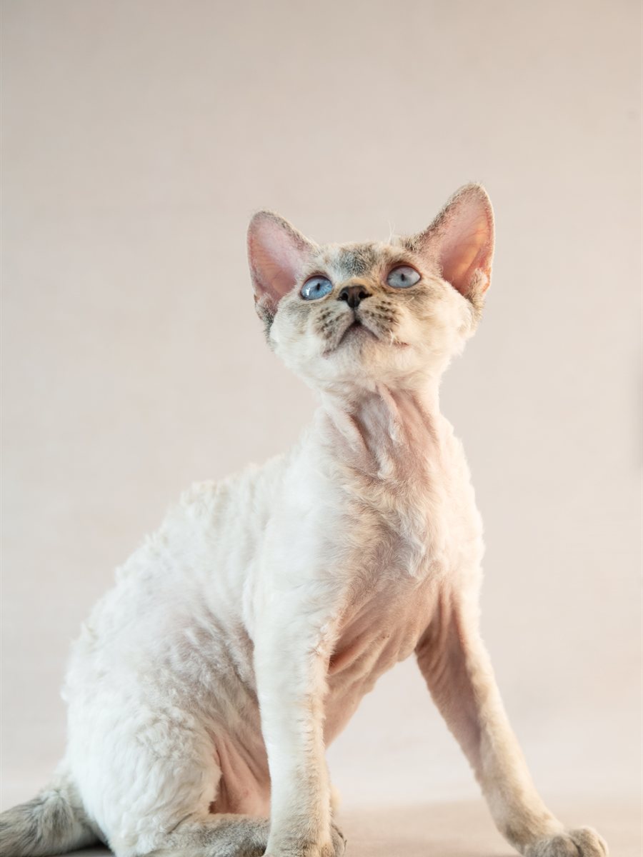 Guitana, Devon Rex de extremidades escuras