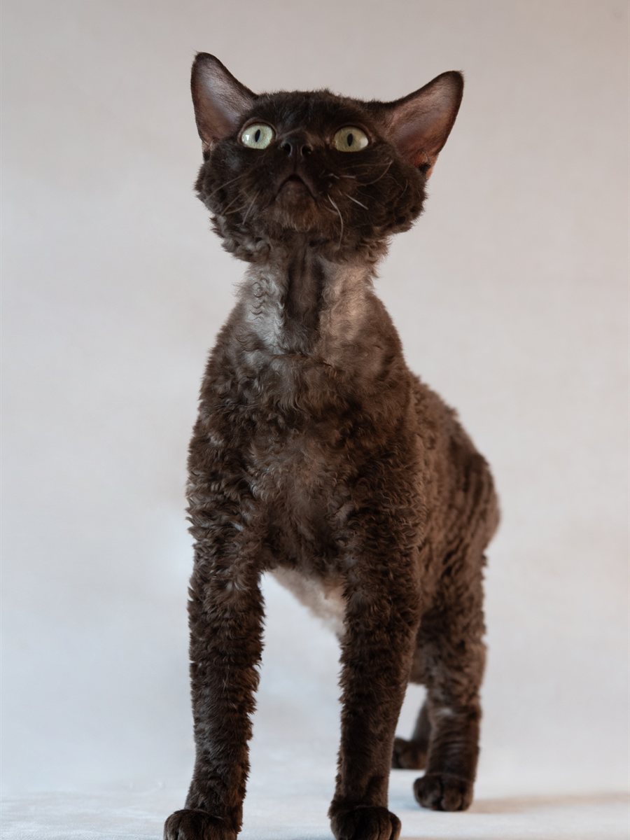 Maléfica, Devon Rex escura de pelo muito encaracolado
