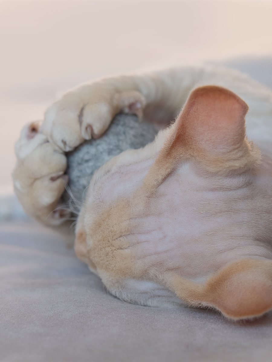 Devon Rex deitado em manta macia