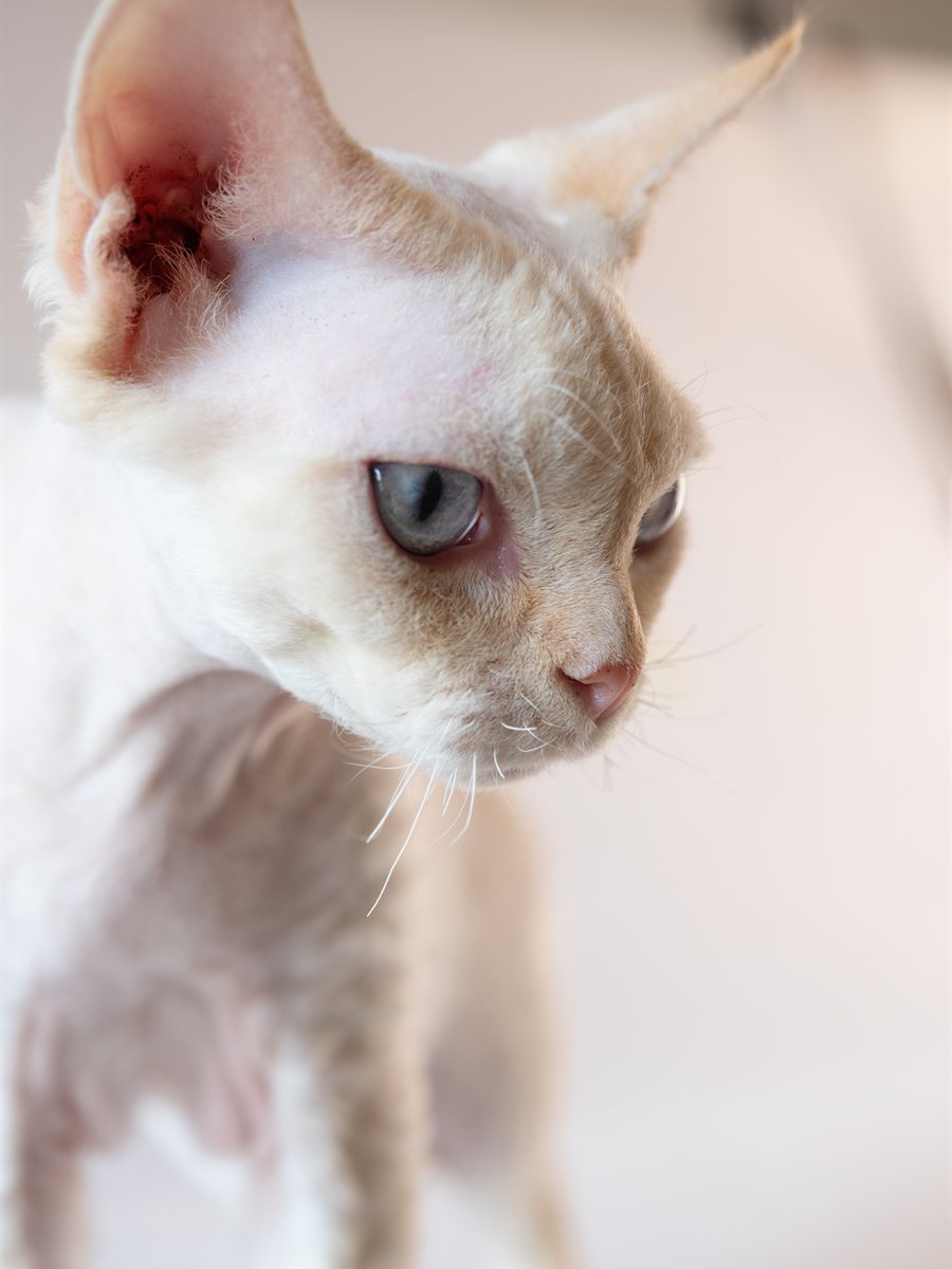 Detalhe da cabeça e das orelhas de um Devon Rex