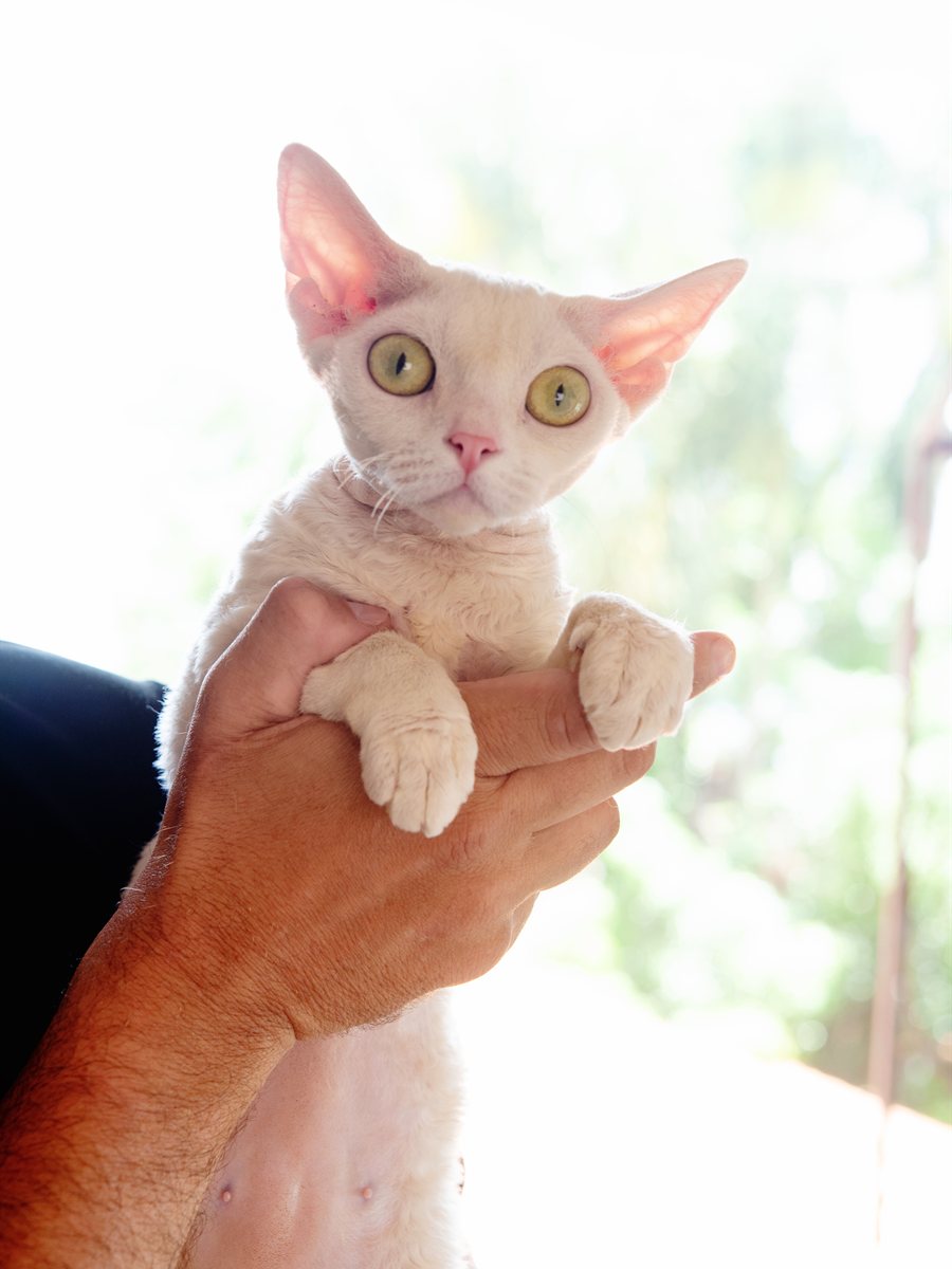 Filhote de Devon Rex seguro na mão de uma pessoa