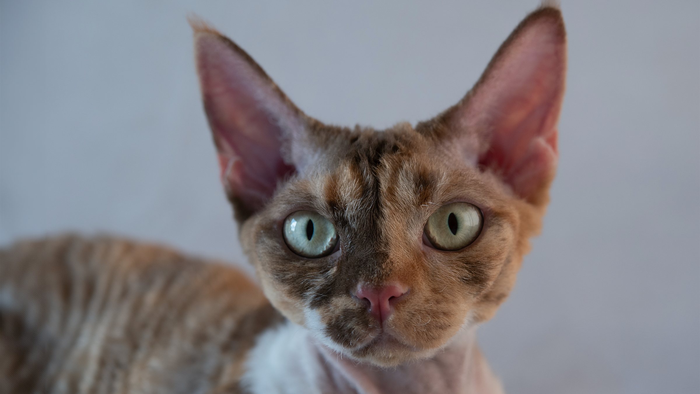 Close no rosto de um Devon Rex, com orelhas grandes e olhos expressivos