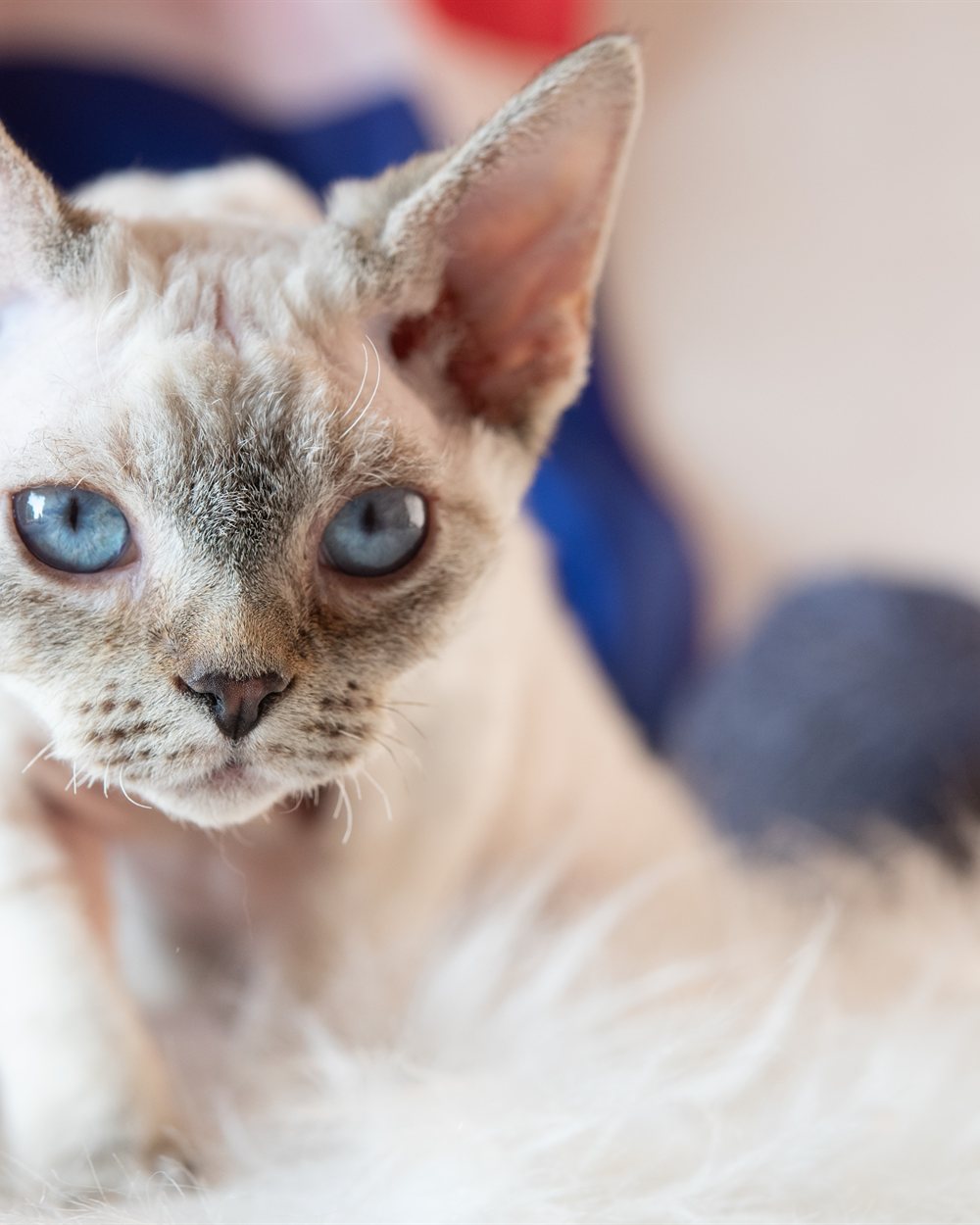 Filhote de Devon Rex claro olhando para a câmera