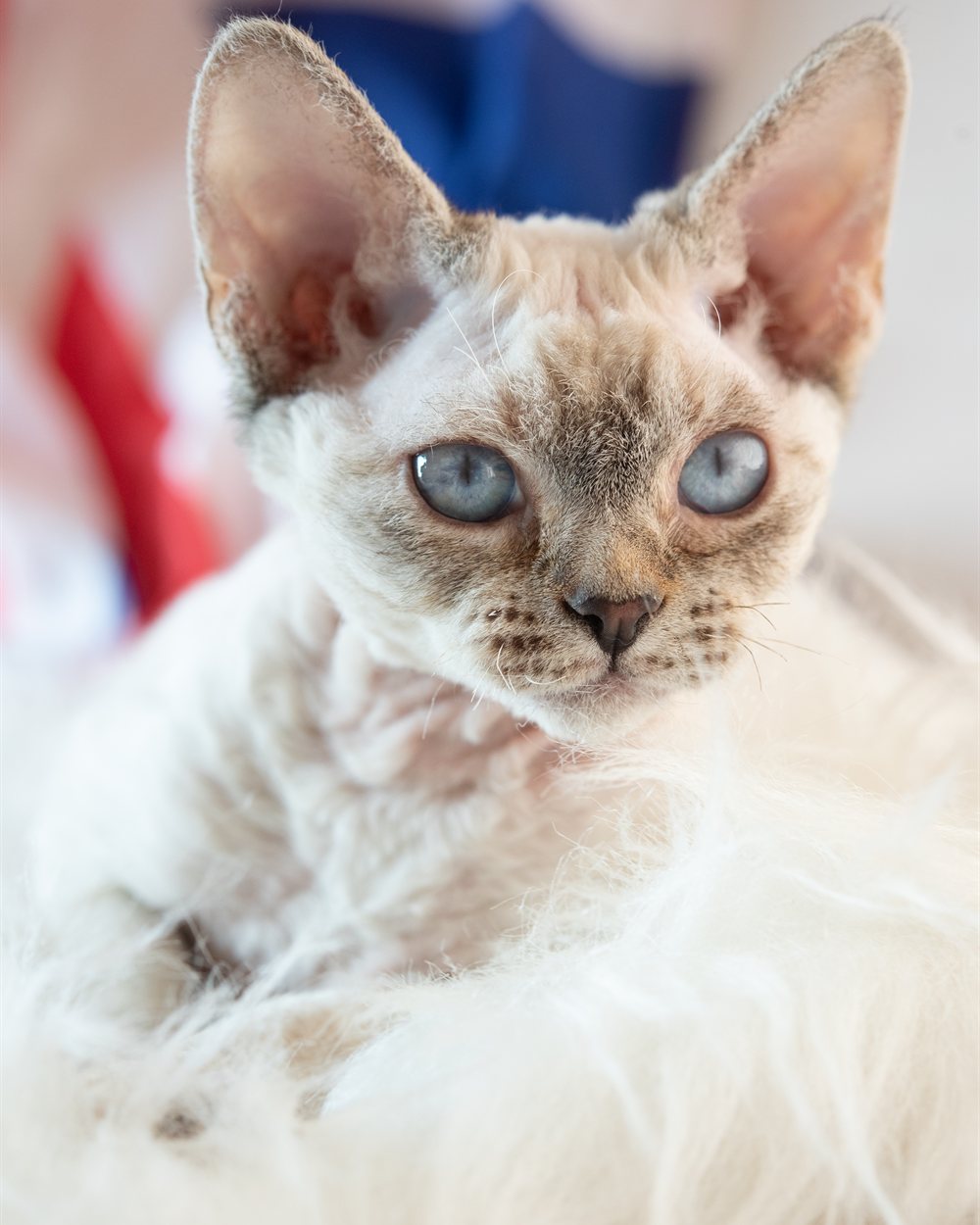 Filhote de Devon Rex deitado em manta de pelo