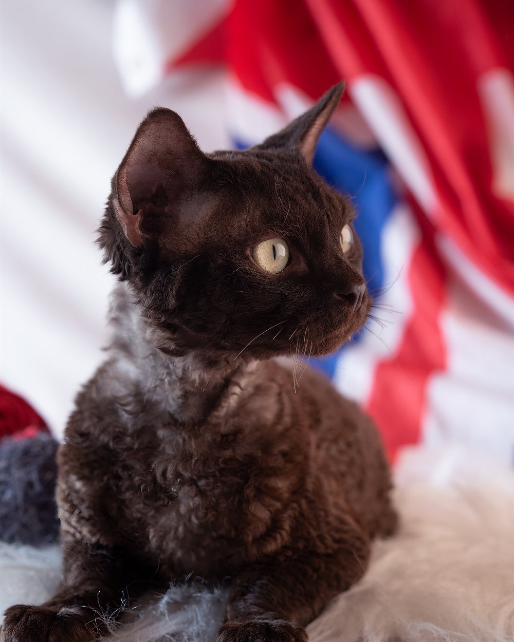Filhote de Devon Rex escuro pronto para ir para casa
